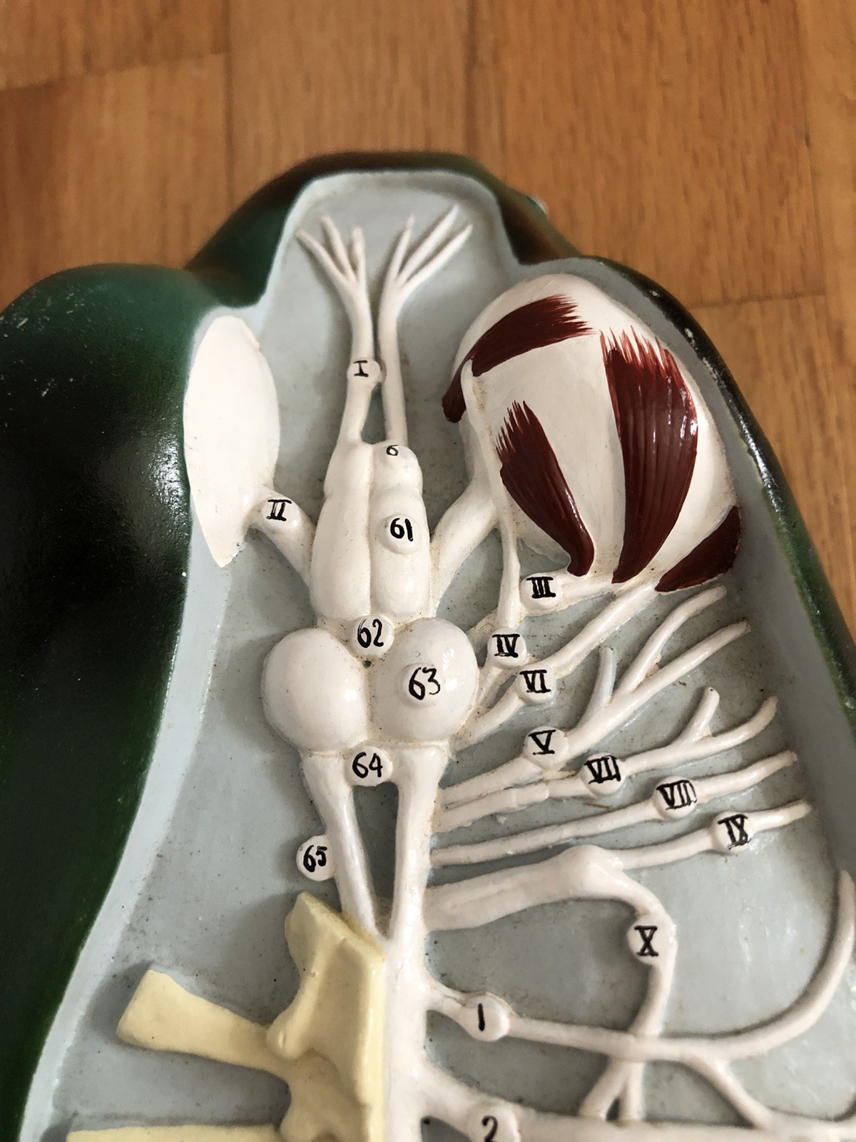 VTG Nystrom Bull Frog 3D Numbered Model Dissection Anatomy Biological 1970s 16"