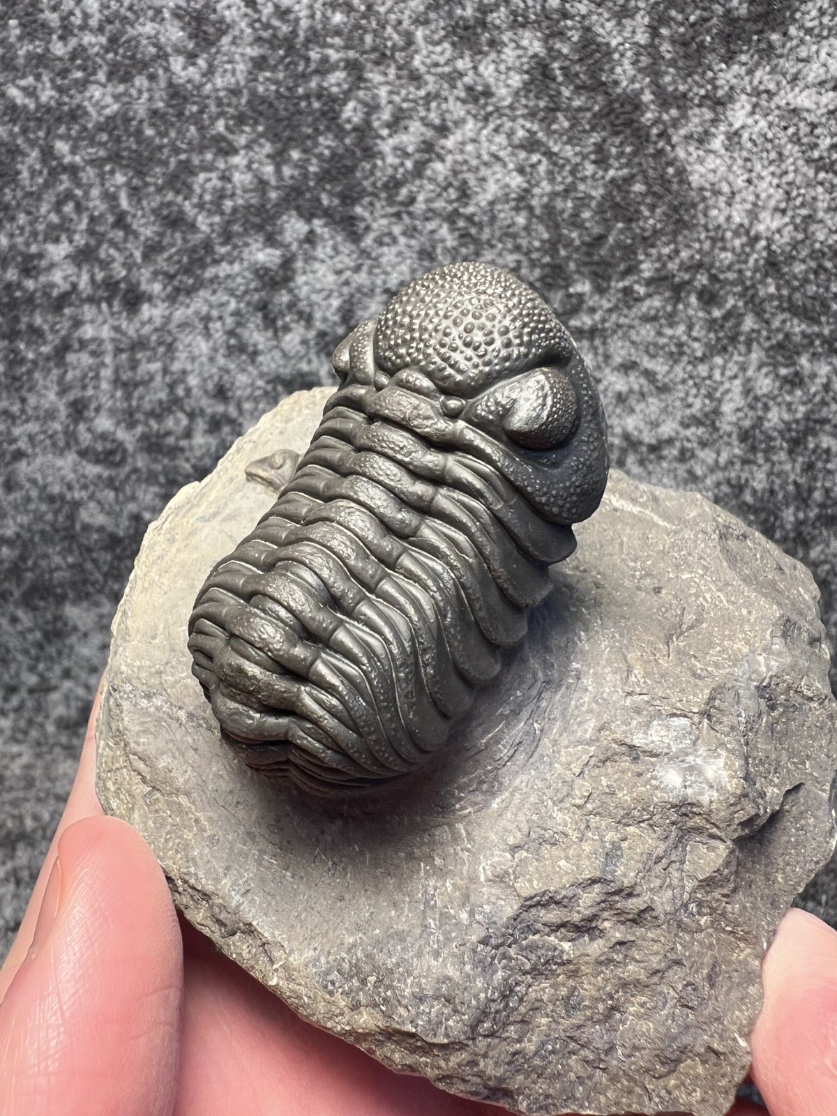 Moroccops sp. Trilobite Fossil – Attractive Collector Specimen
