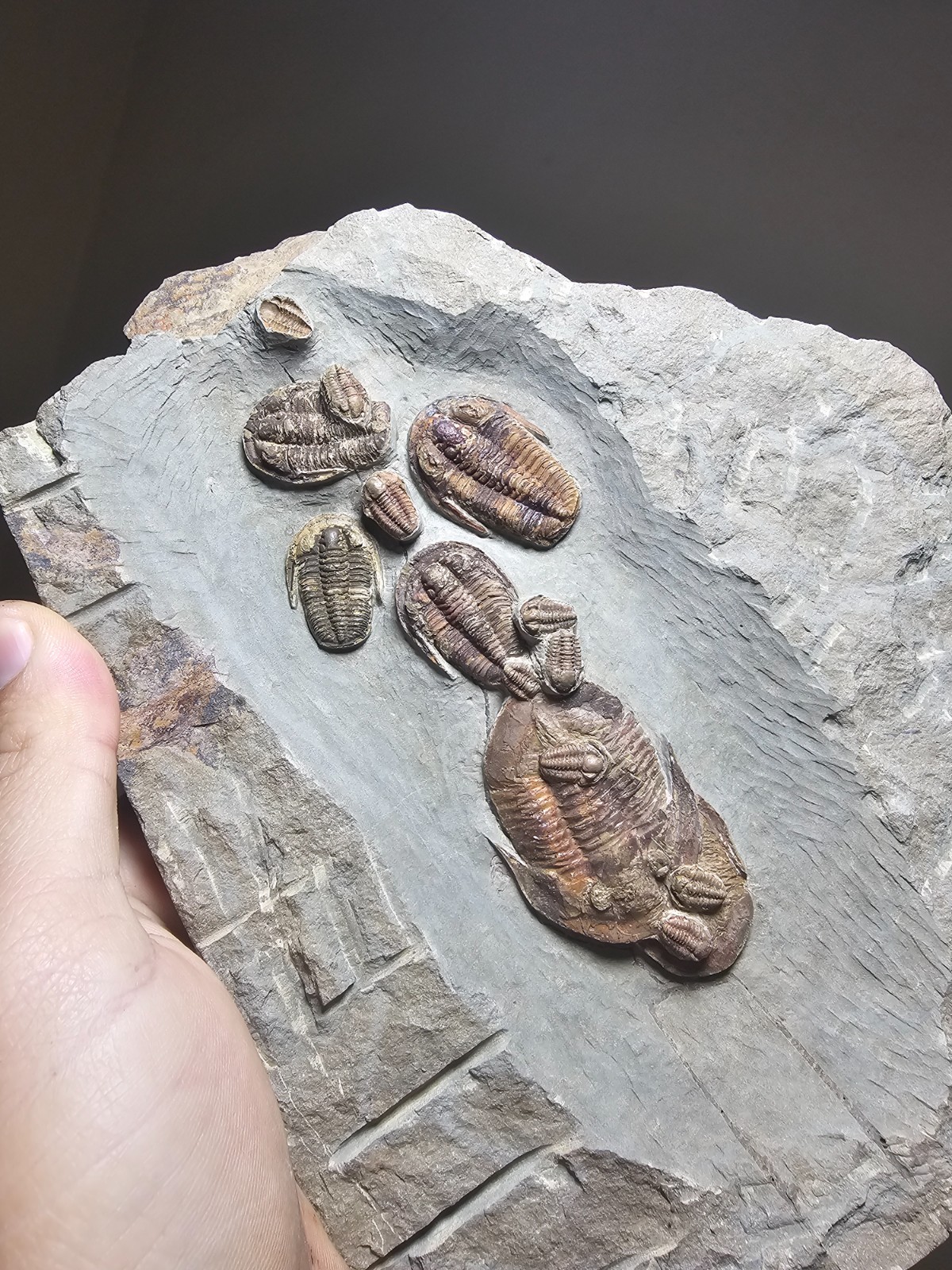 Line of 14 Fossil trilobites Asaphellus Ordovcian from fezouata morocco