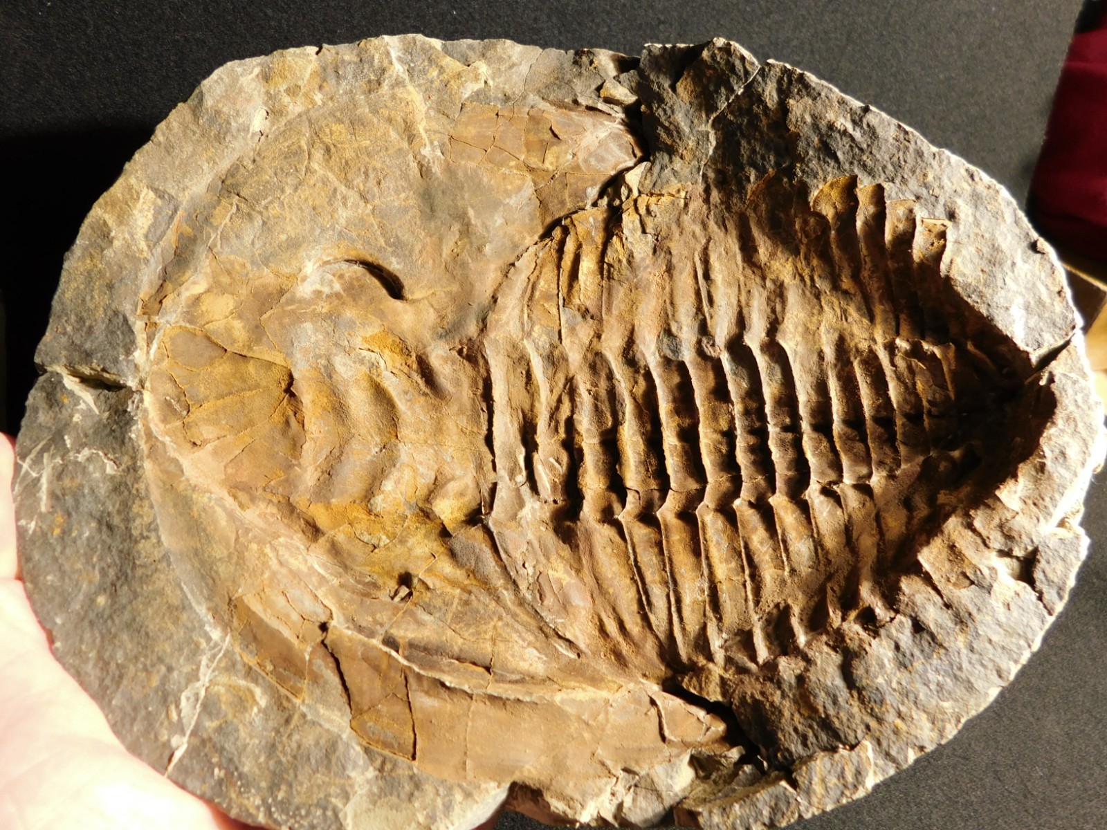 HUGE! 530 Million Year OLD! Andalusiana Trilobite Fossil Anif Morocco 3933gr