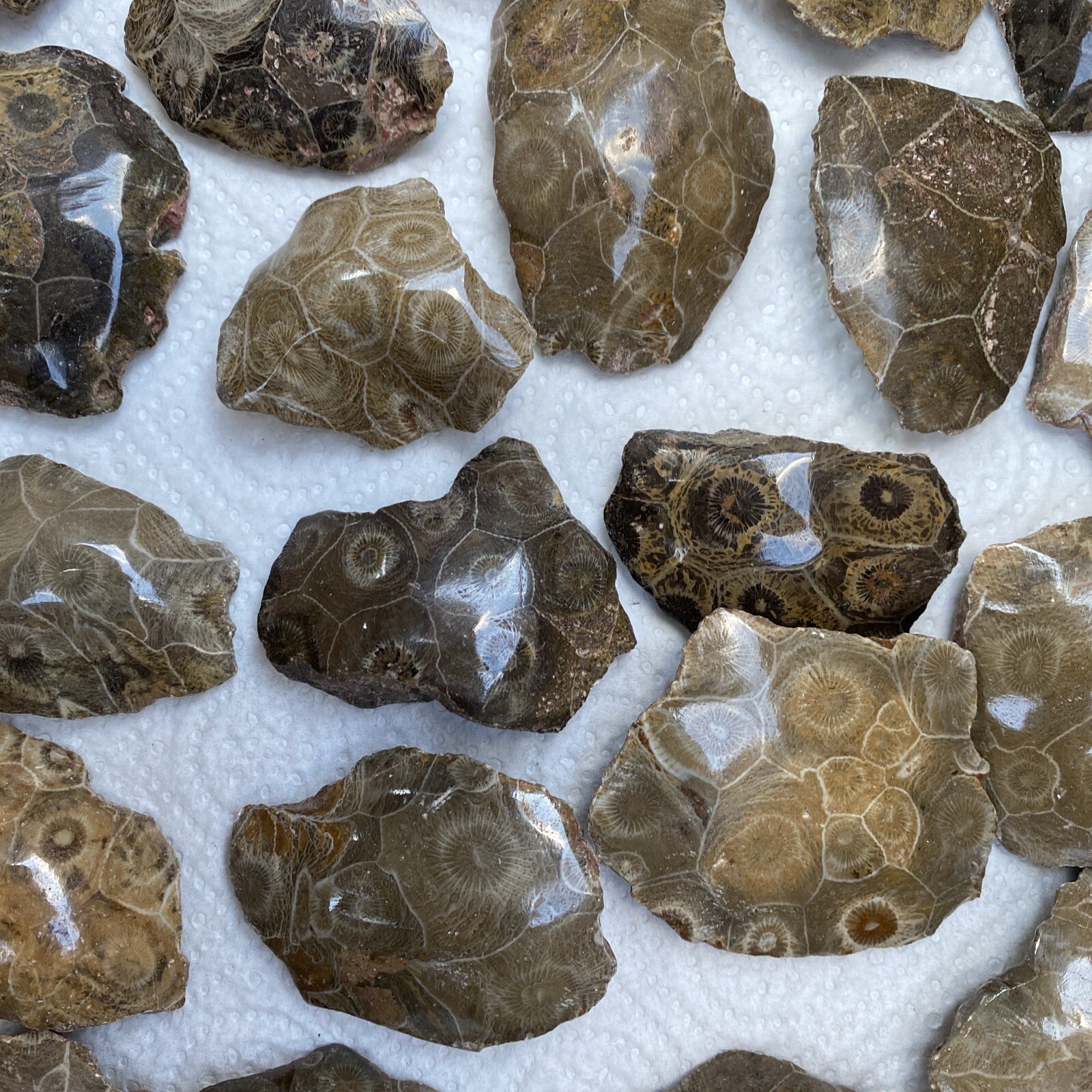 Polished fossilized Coral speciens 29 Pieces Bulk Wholesale Lot