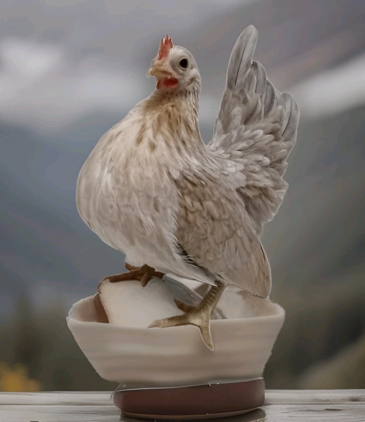 5+ Micro To Size A & B 100% Pure Serama Hatching Eggs Malaysian And Traditional