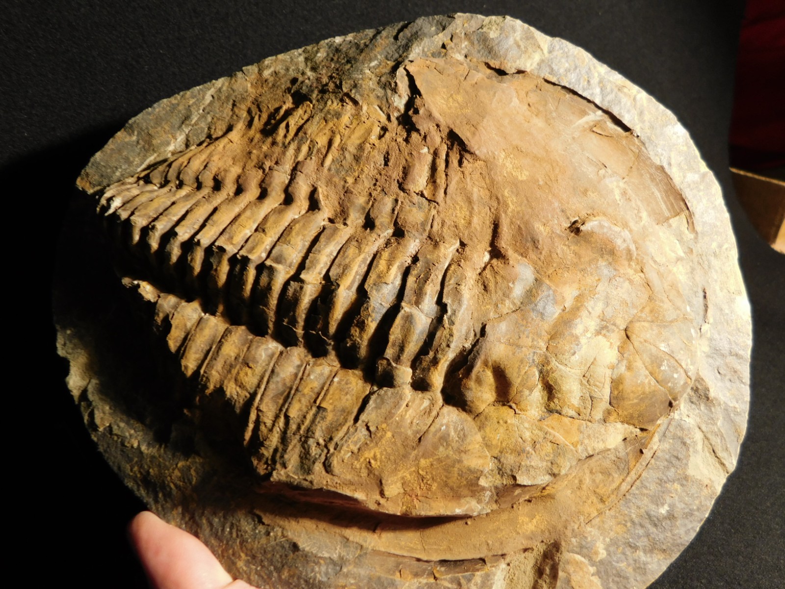 HUGE! 530 Million Year OLD! Andalusiana Trilobite Fossil Anif Morocco 3933gr