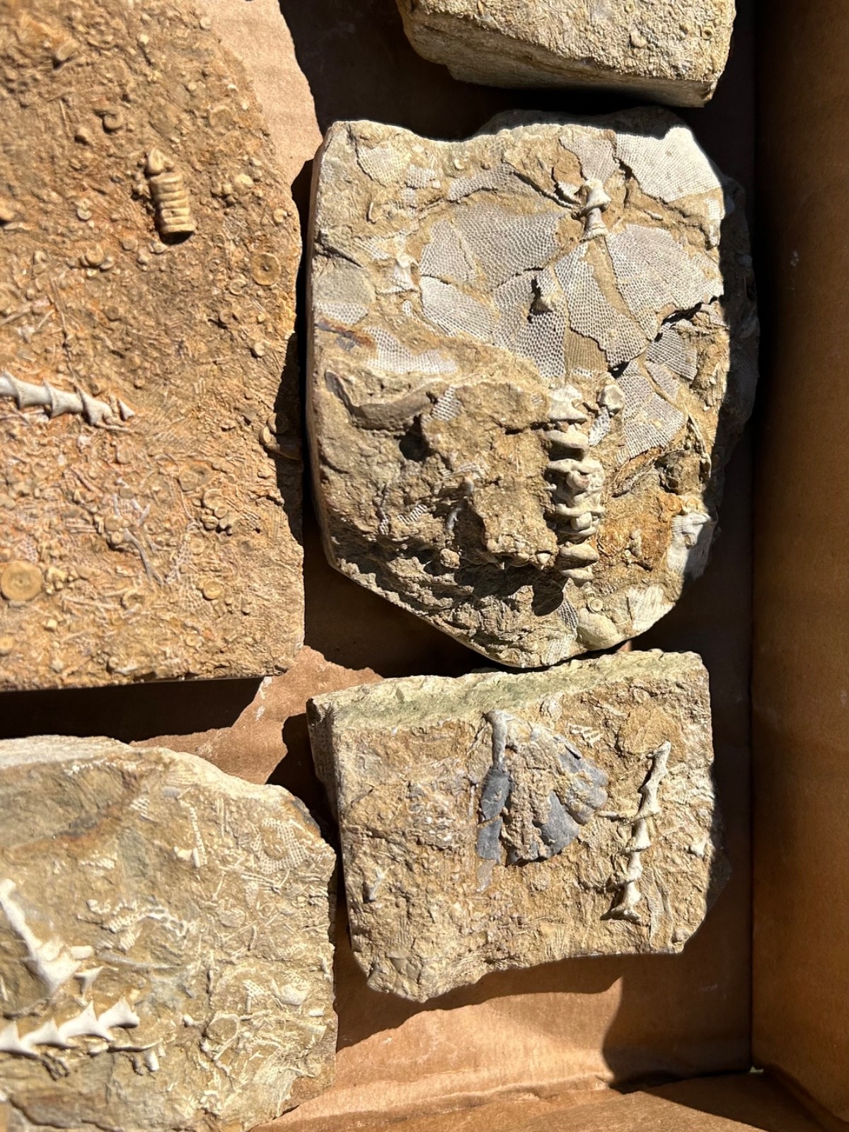 Fossil Bryozoans LOT Archimedes Screws Fronds Wholesale Alabama Bangor Limestone