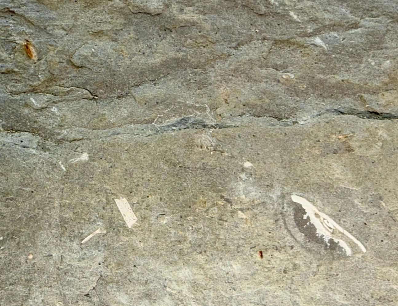 Large 31-lb Paleozoic Fossil Concretion w/Trilobite, Brachiopods, Gastropod poop