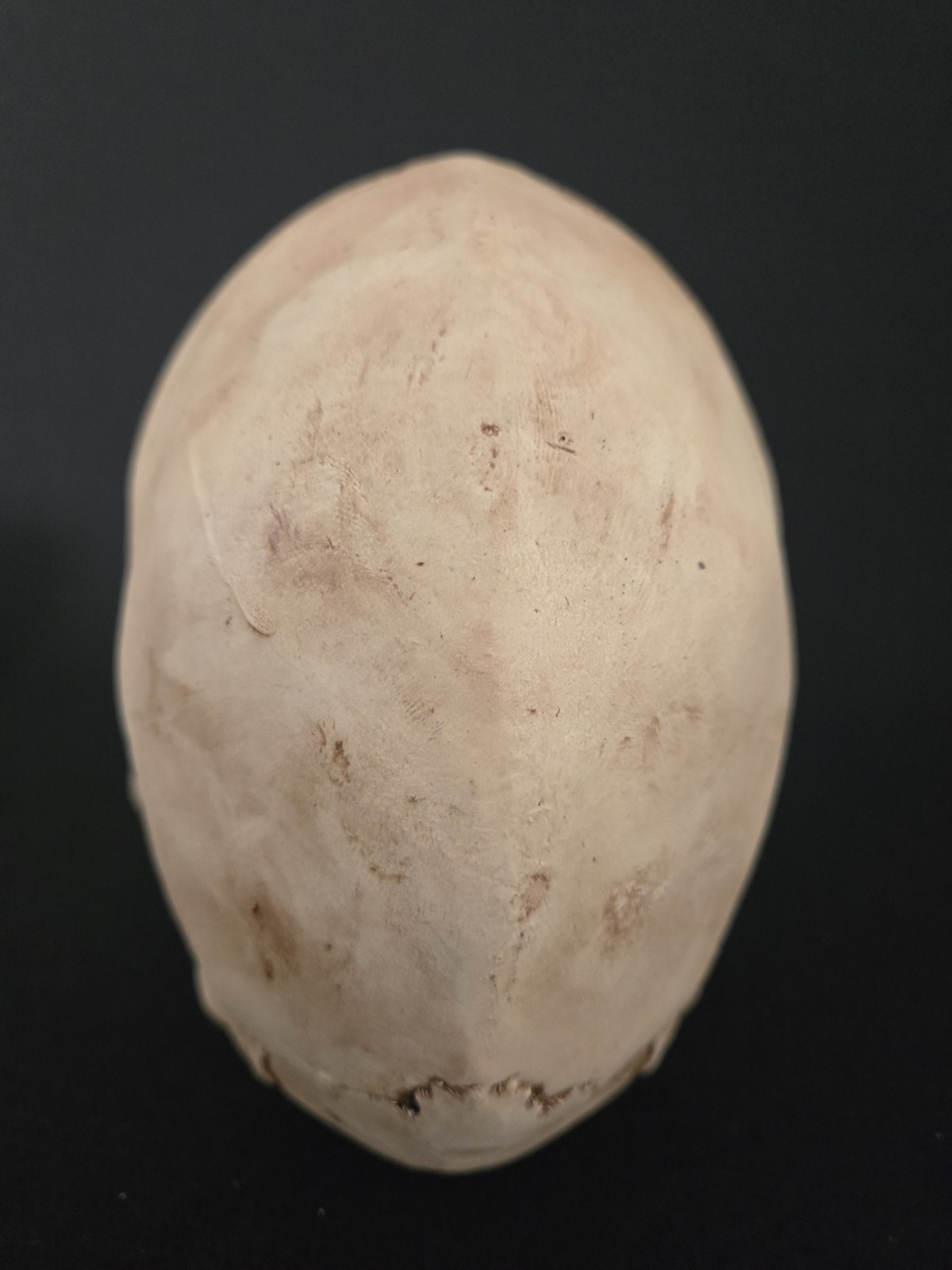 Human Skull - Triclops - Realistic Full Adult Size