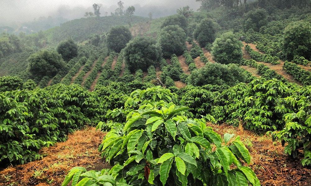 Jamaican Blue Mountain Coffee Beans Peaberry Dark Roasted 10 Pounds 1 Pound Bags