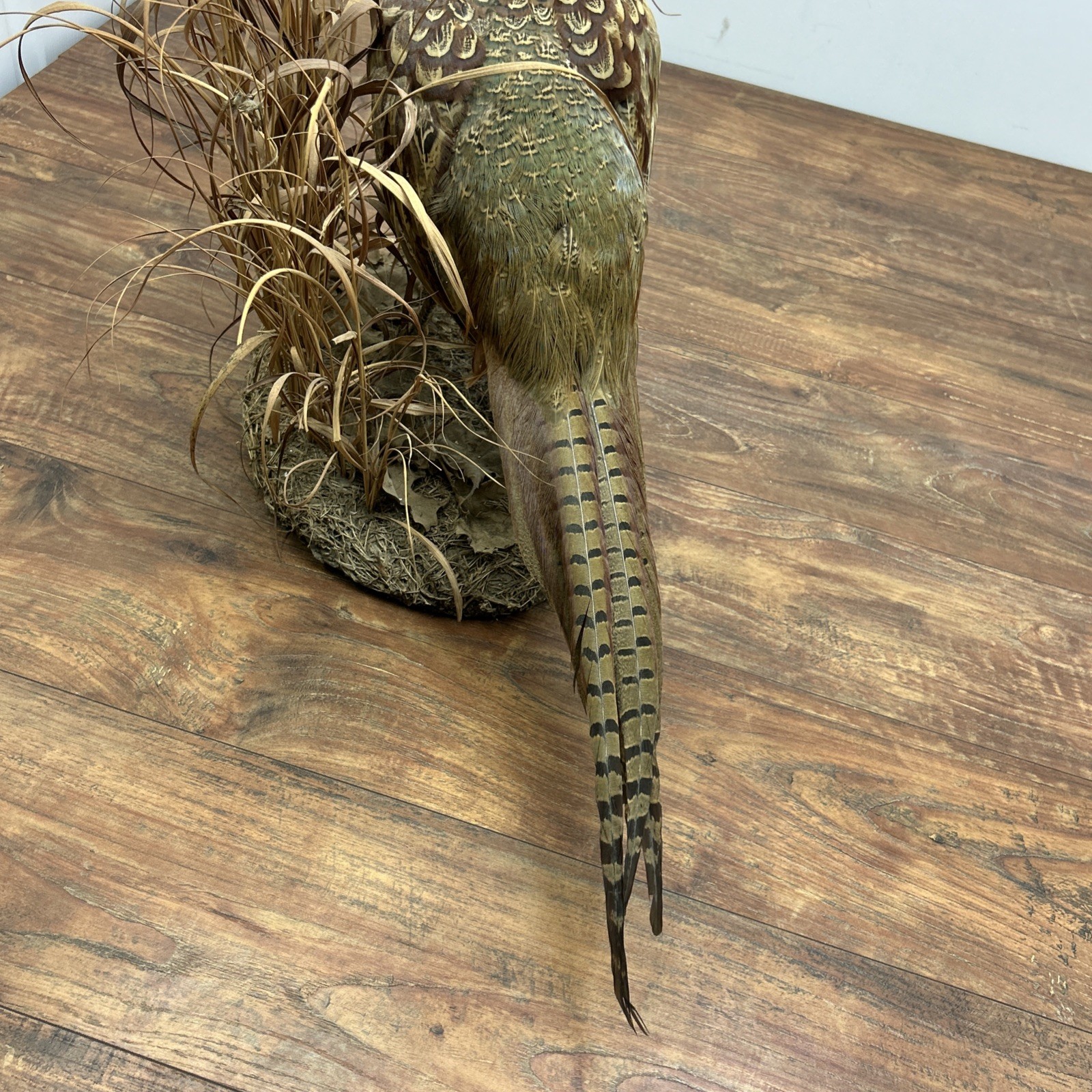 Ringneck Rooster Pheasant Taxidermy Standing Mount Habitat Base Foliage
