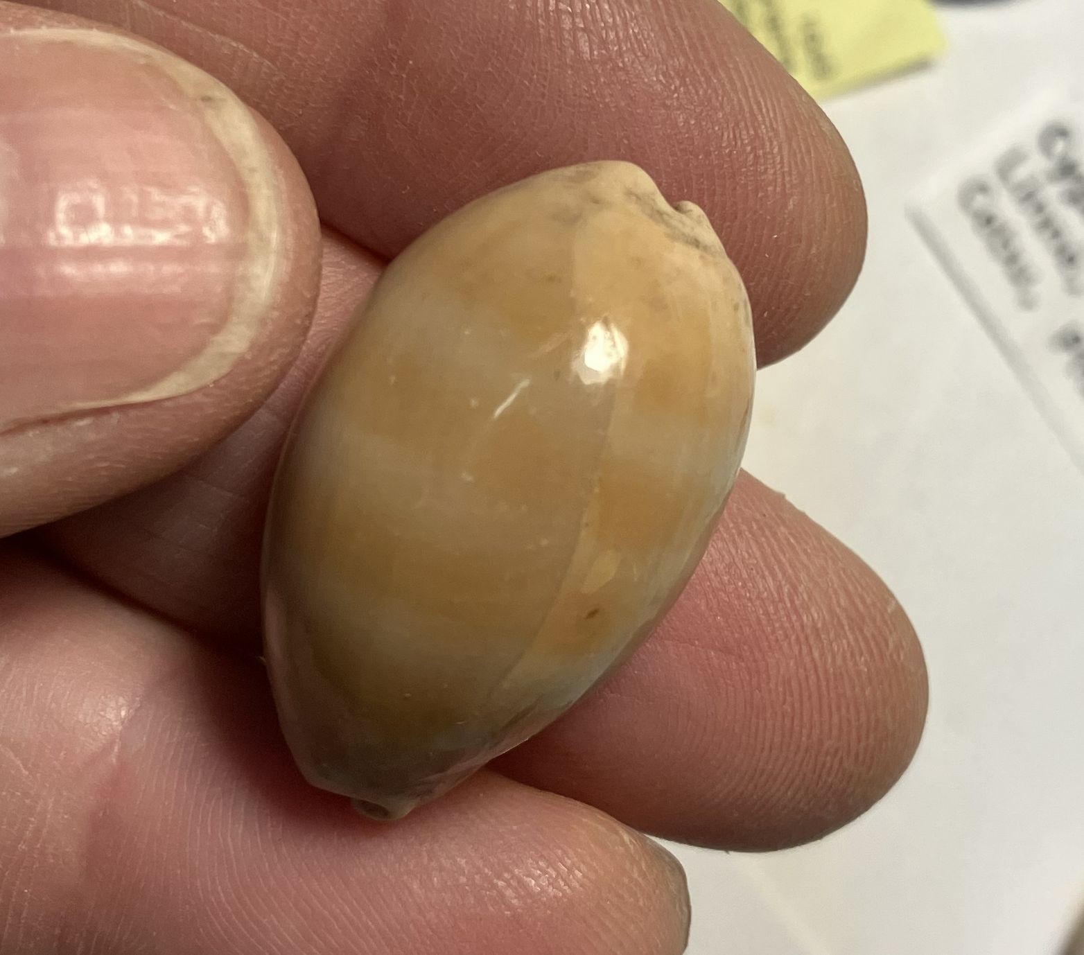 Cypraea collection. 8 shells and 6 species. Great Shape. worldwide collection