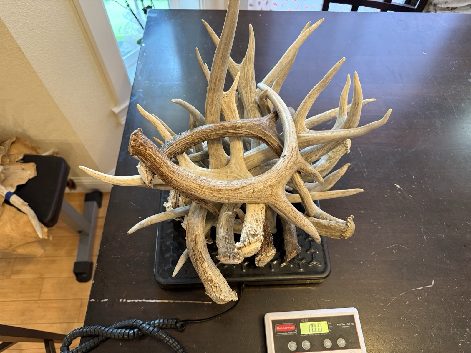 3, 5, 10 Pounds Bulk Whitetail / Mule Deer Antlers High Quality DOG CHEWS CRAFTS