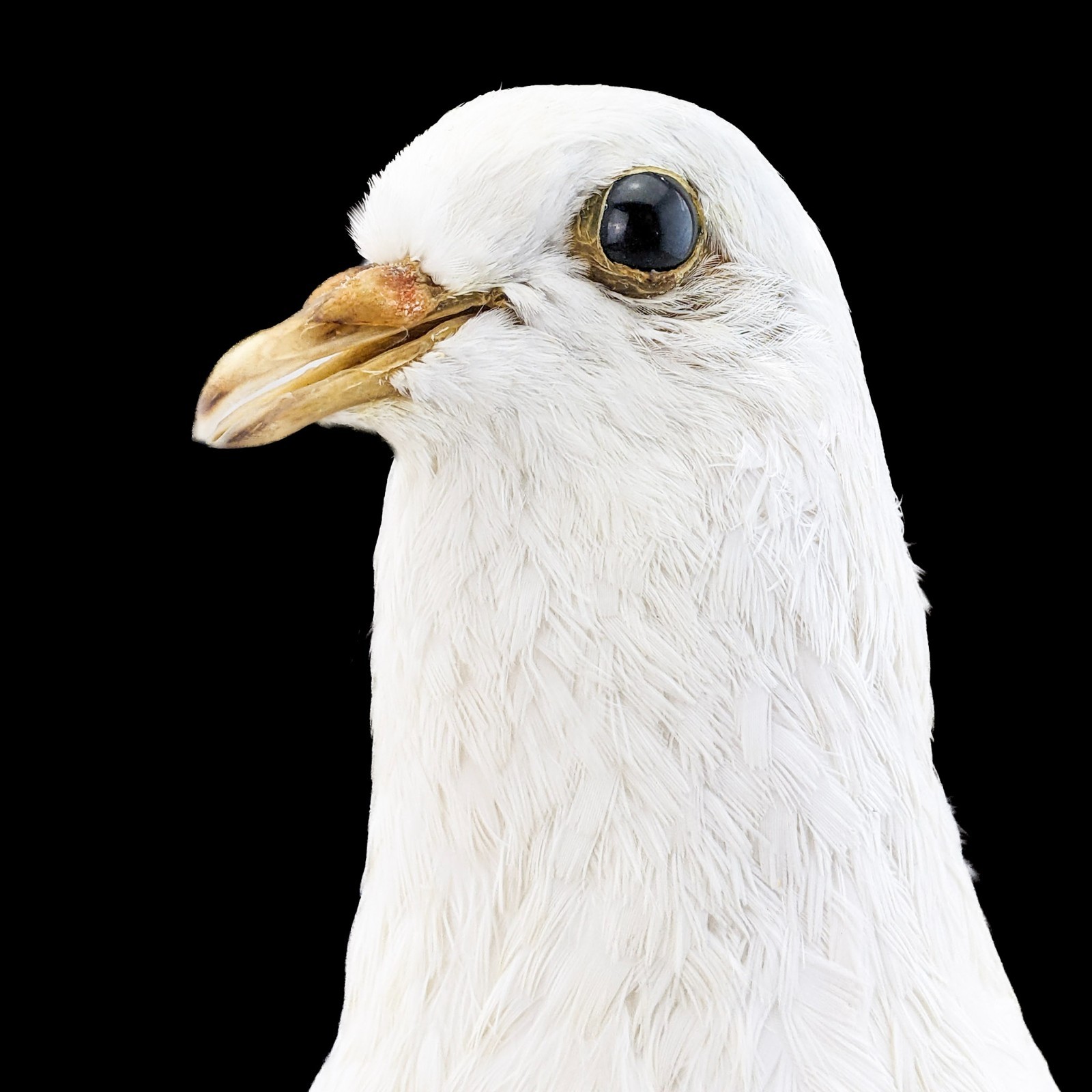 Rock Pigeon bird c livia dove Taxidermy Oddities Curiosities collectible