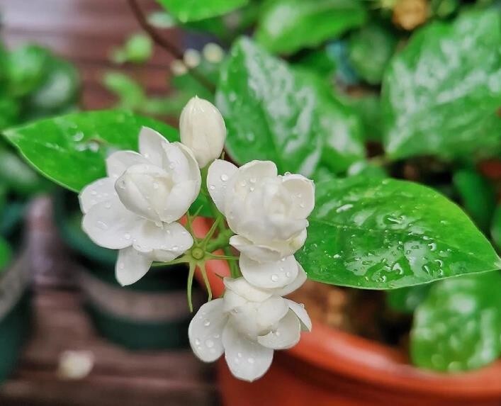 Jasmine Fragrant flower seeds 12 seeds potted