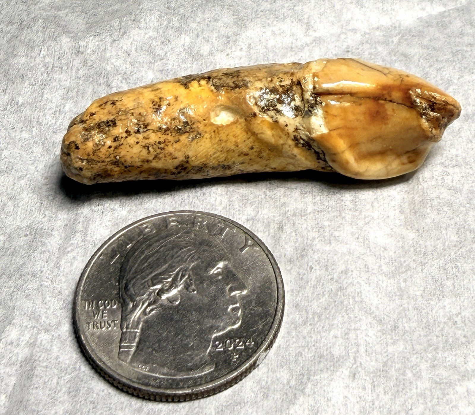 👀 Fantastic Rare Romanian Cave Bear Canine Tooth Fossil, Ursus Spelaeus ✨🔥