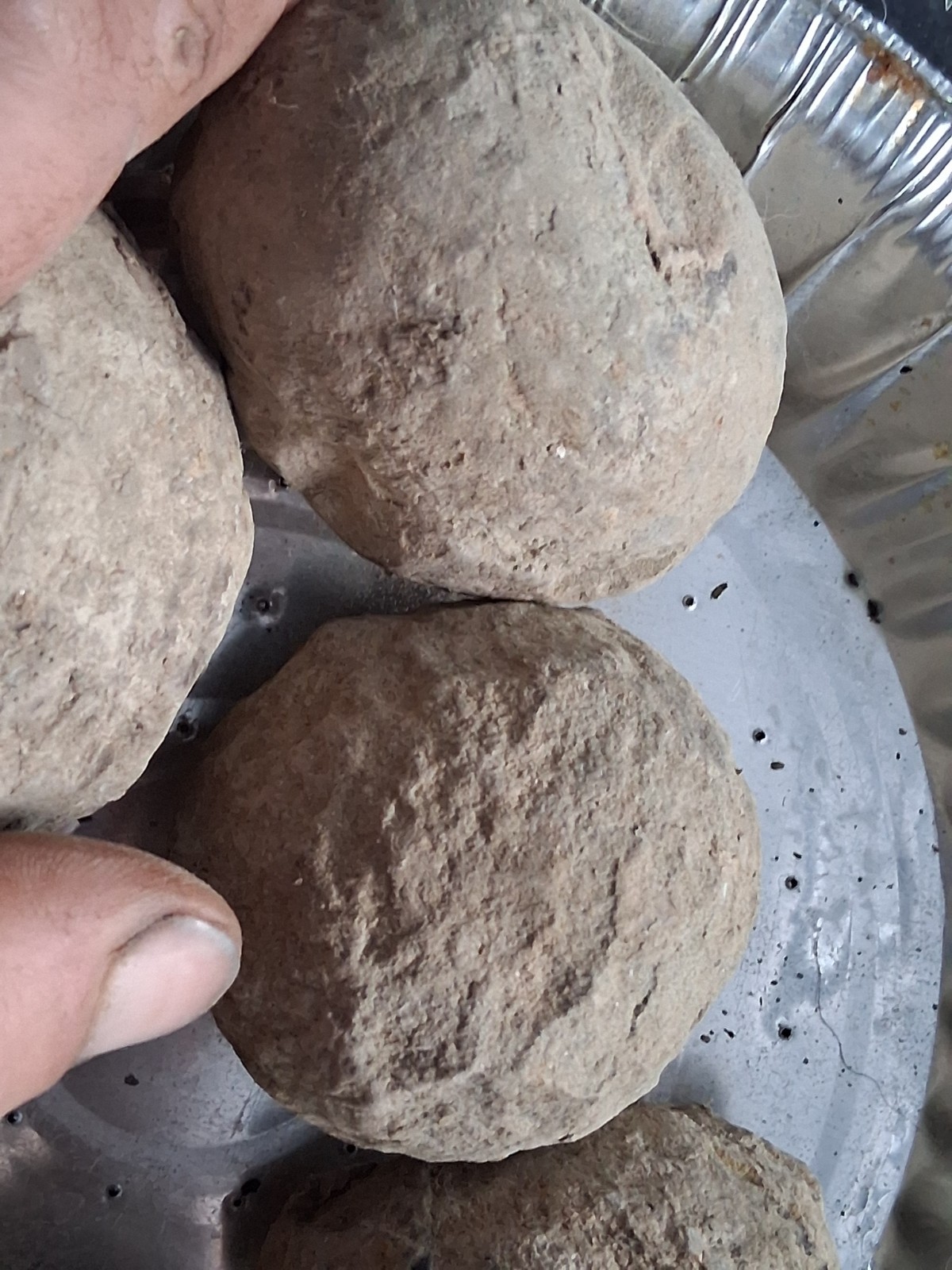 6 Medium Size Crab Fossil Concretions Pulalius Vulgaris Washington State