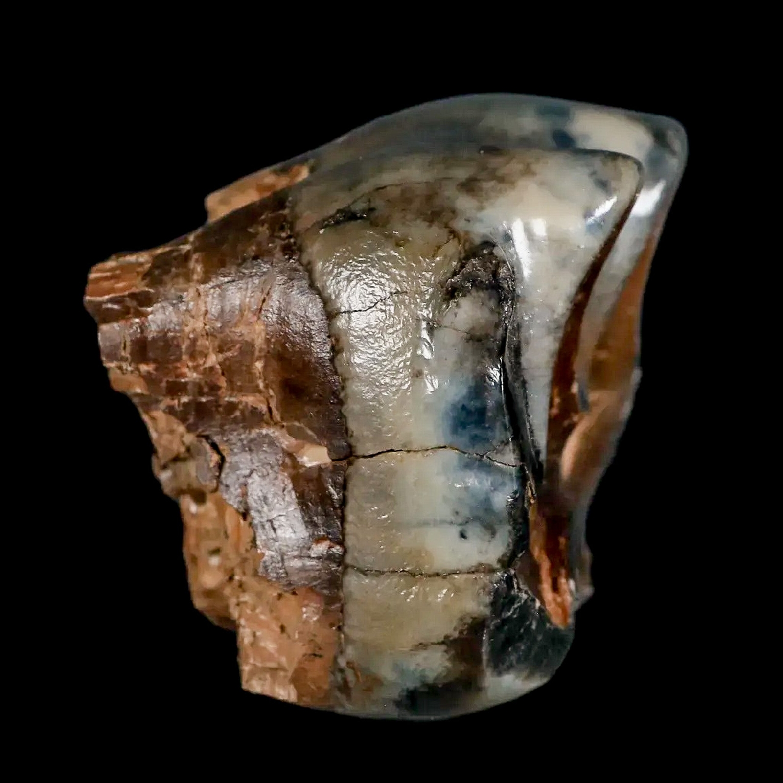 2.2" Rare Deinotherium Giganteum Fossil Tooth Miocene Deinothere Gracanica