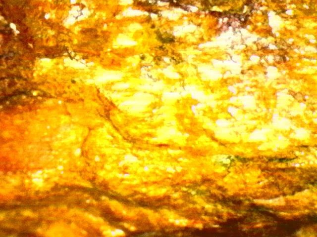 Gold Ore Specimen /Quality Visible Gold