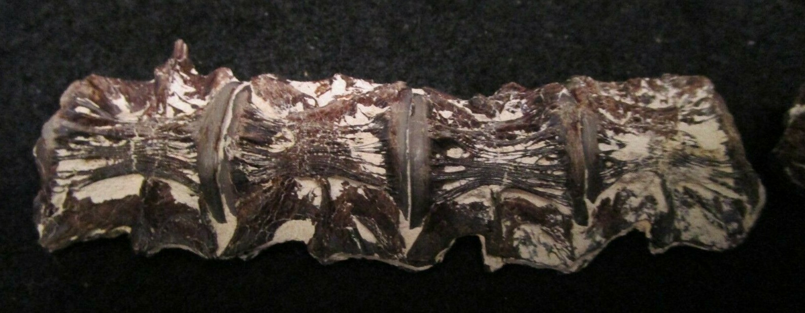 * Cretaceous Cimolichtys Fossil Fish Spine 14 Vertebrae Kansas Niobrara