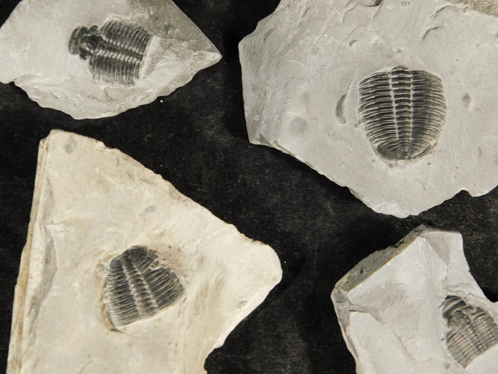 BIG Lot of TEN! 100% Natural Elrathia TRILOBITE Fossils in Matrix Utah 379gr