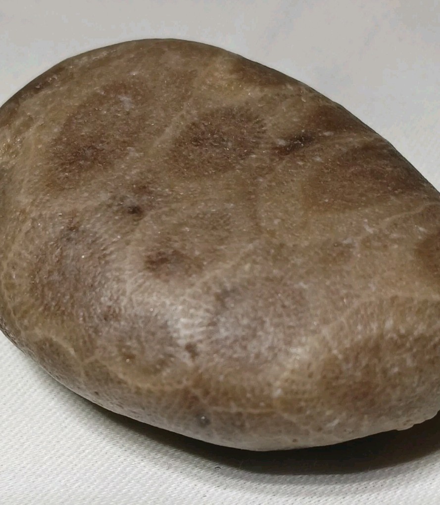 High Pattern Petoskey Stone Lot Natural Great Lakes Michigan Unpolished Fossils