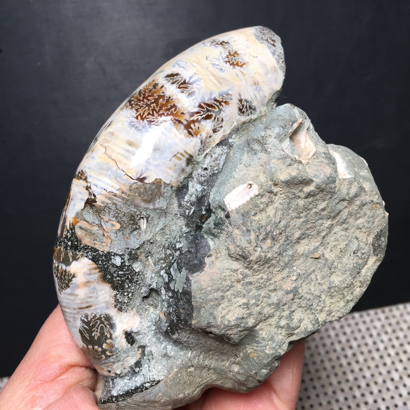 428g natural Carving Home Decoration Specimen Shell Healing md3751