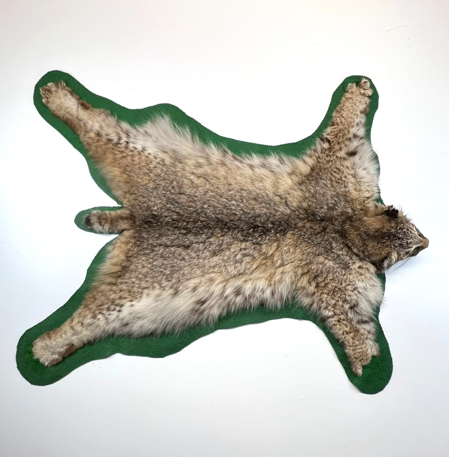 Vtg. Bobcat Taxidermy Rug Mount Full Body Green Felt Border Rustic Cabin Decor