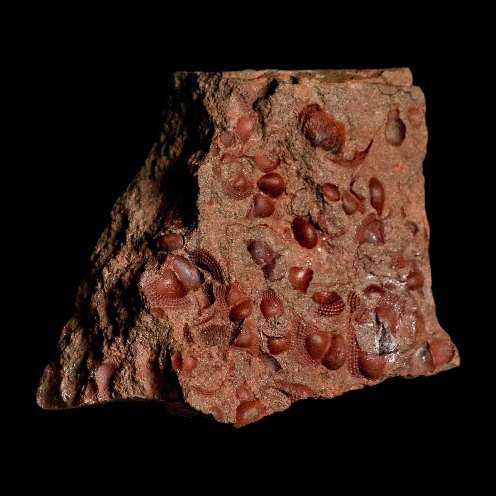 3.9" Trilobite Mortality Plate Fossil Devonian Age 400 Million Years Old COA