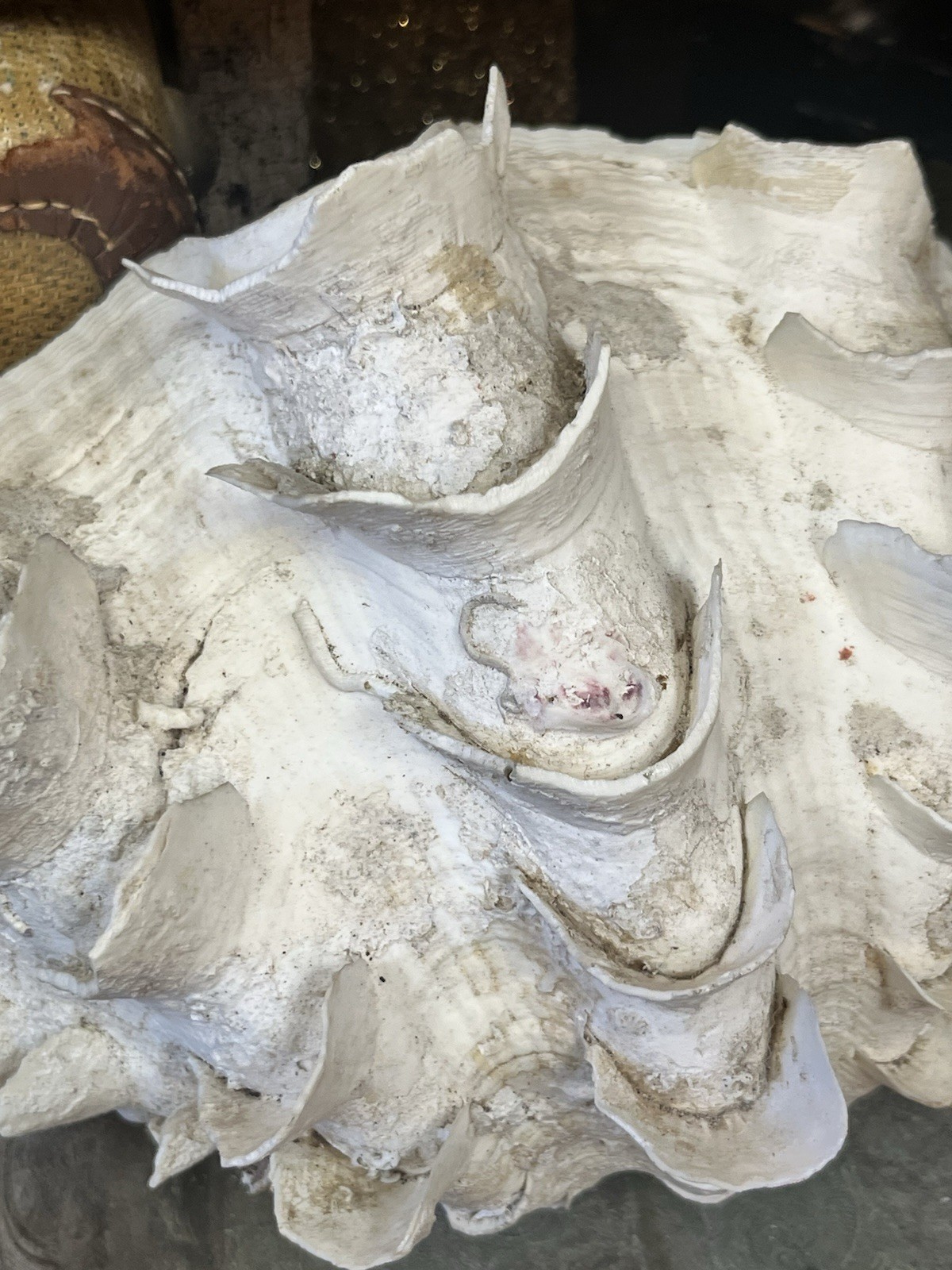 NATURAL REAL GIANT 10” CLAM SHELL SEA SHELL OCEAN SEA Tridacna Gigas