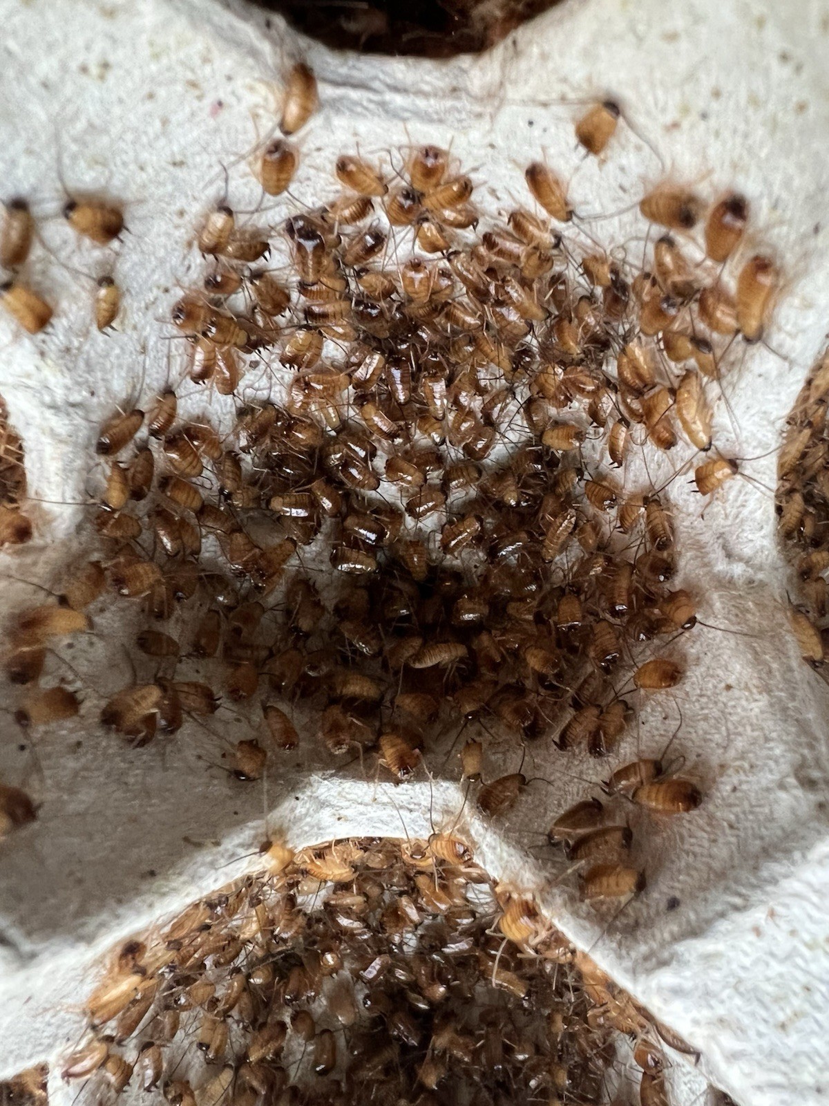 Red Runner Roaches Live Feeders Reptile Food Free Shipping