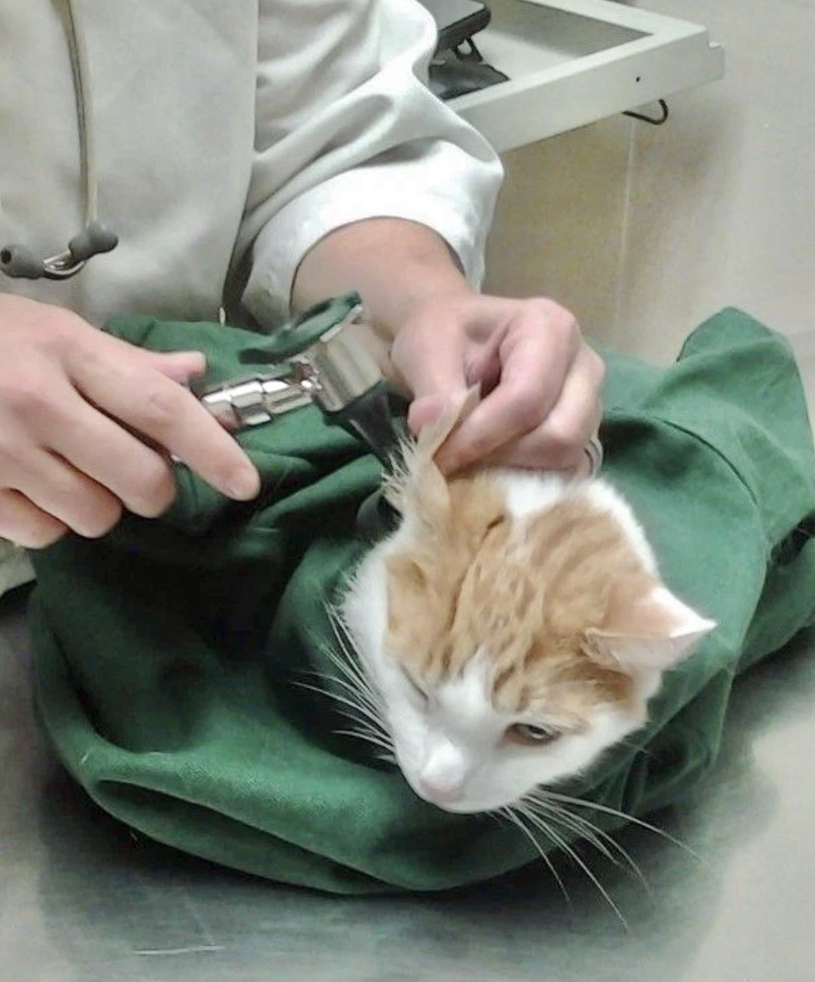 Cat-In-The-Bag Cozy Comfort Sack Bag Carrier Blue L-XL NWOT