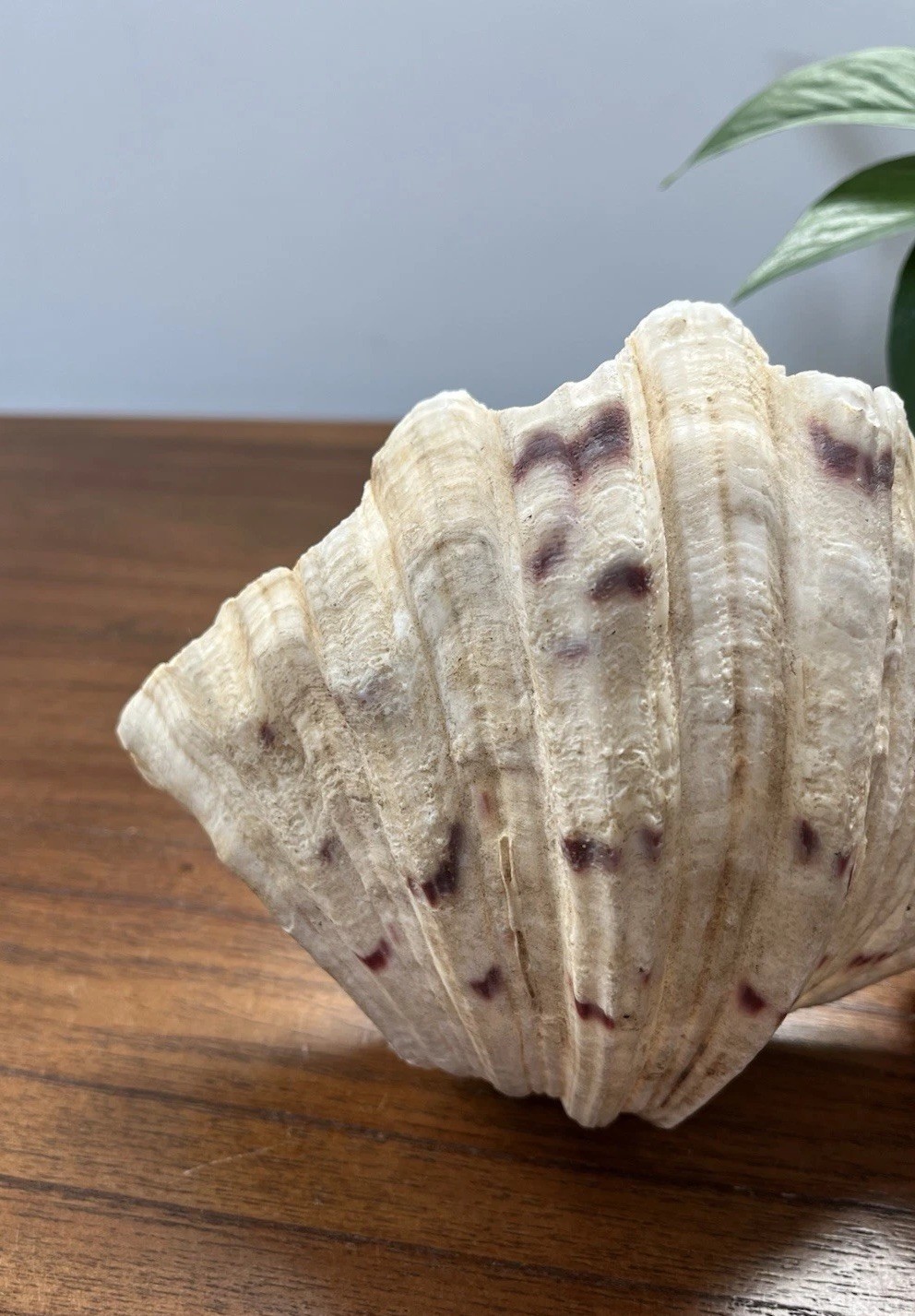 Bear Paw Clam Shell Half 7” X 5” Natural Nautical Beach Decor Real Coastal