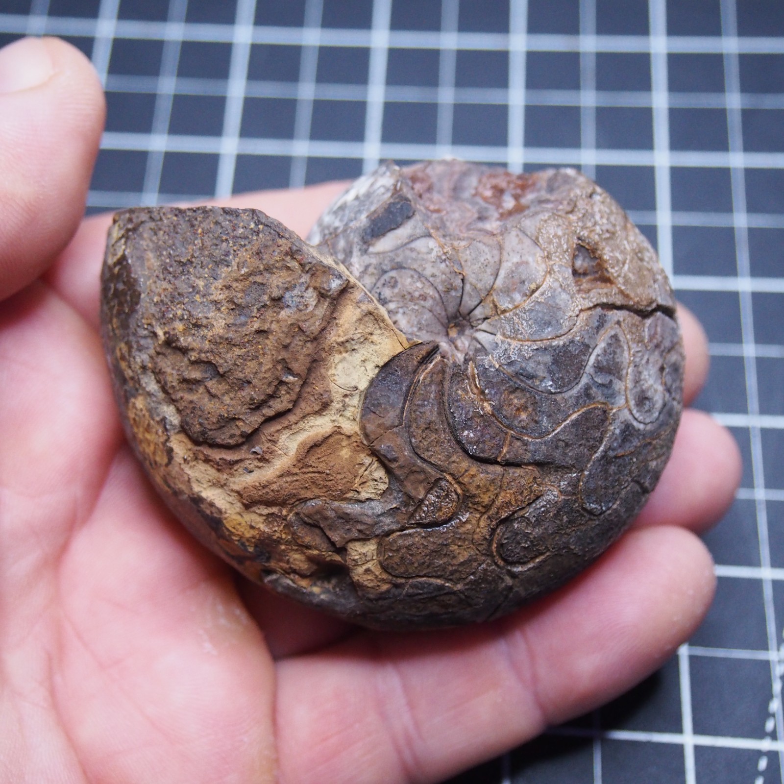 76 mm Goniatite Devonian Fossil Ammonite Morocco 2570