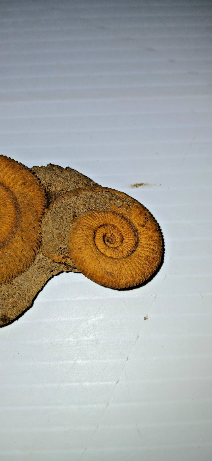 Nice Ammonite Fossil Cluster