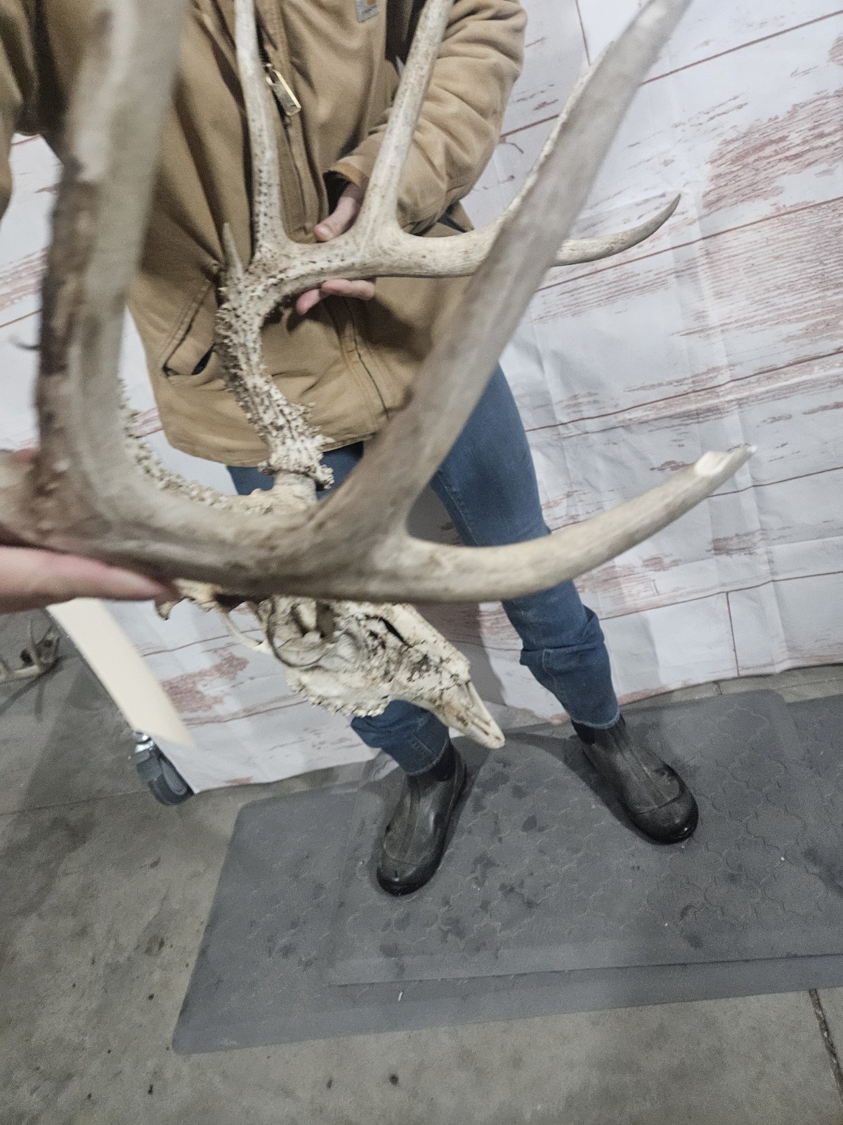 Wild 10 Point Whitetail Deer Antler Rack Horn European Skull Mount Man Cave 155"