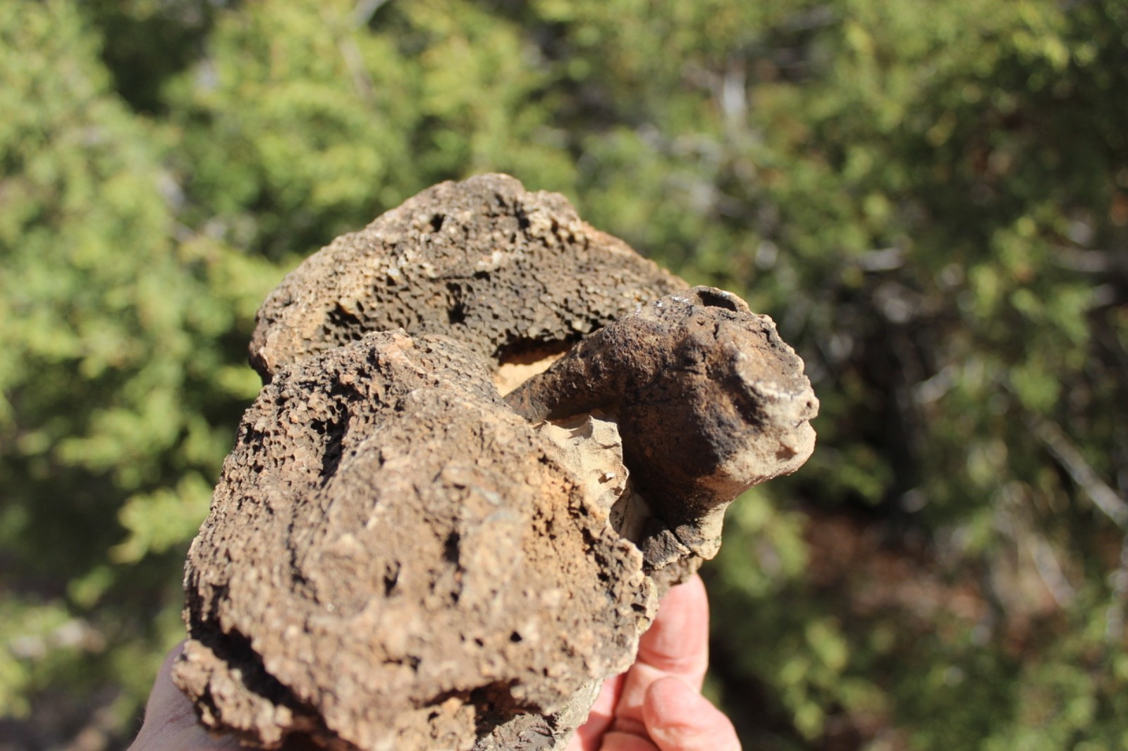 Fossil Beautiful HONEY COMB CORAL Favosites spp. Rare Locality ~ 400 Million