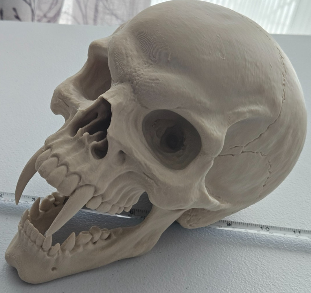 NEW LARGE  Vampire Skull Replica – Gothic Horror Decor with Fangs