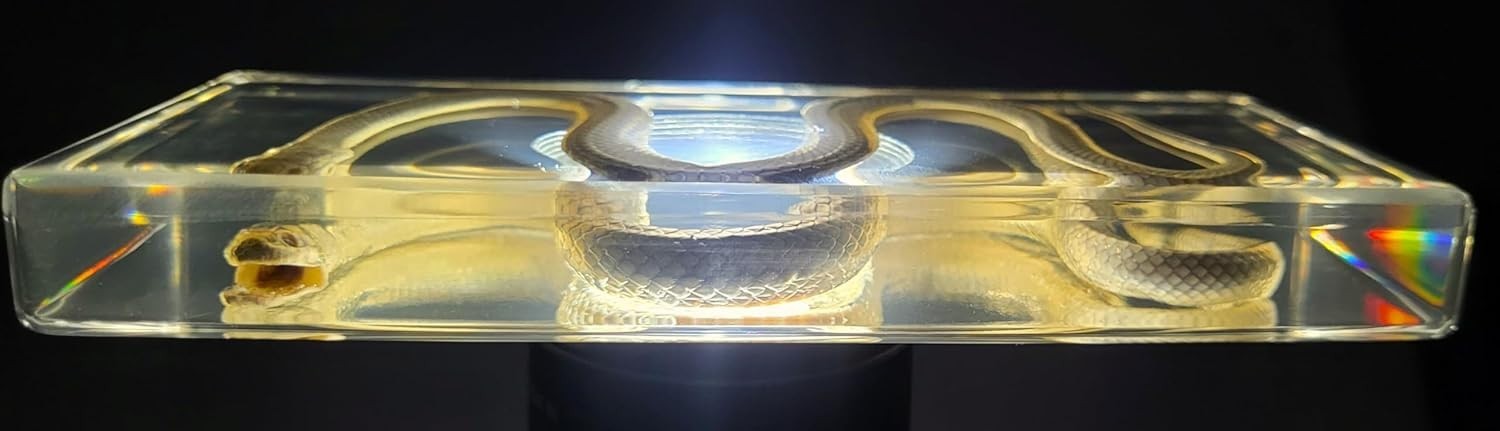 Chinese Water Snake Encased in Crystal Clear Lucite Resin 6.3" Paperweight Block
