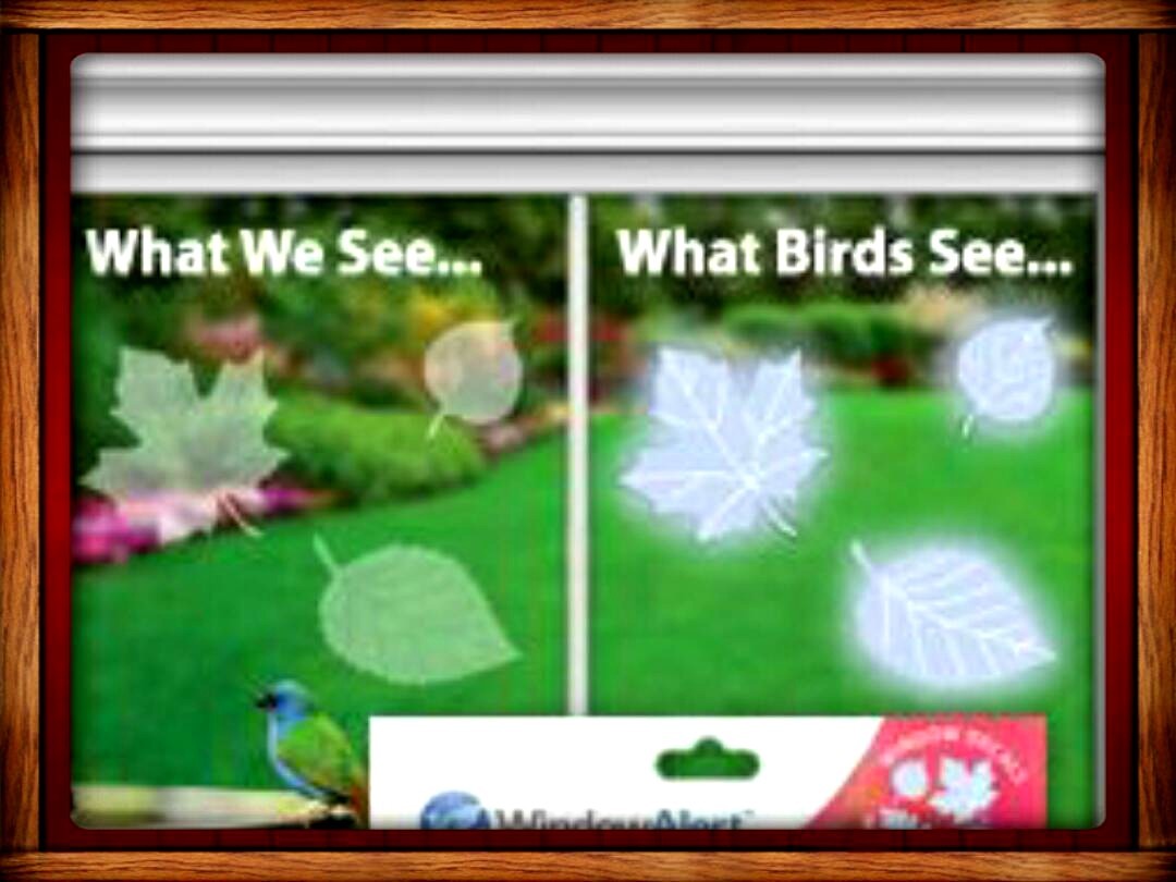 Window Alert ANTI-COLLISION CLINGS LEAF DECALS SAVE PREVENT BIRD WINDOW STRIKES