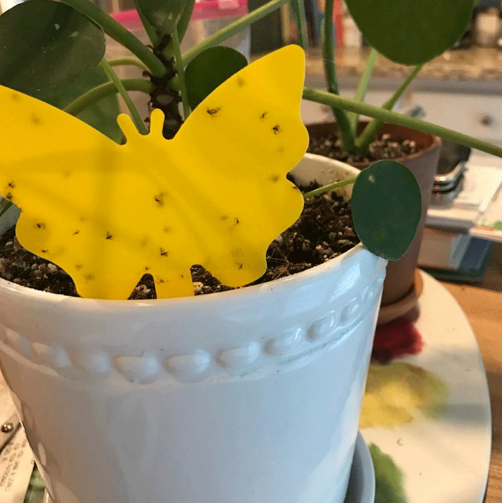 10-100Pcs Sticky Fruit Fly Traps, Fungus Gnat Killer Trap use Indoor Outdoor