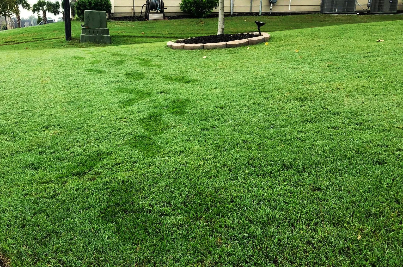 Bermuda Grass, Coated Unhulled Seeds - For 2026 Planting Warm Season