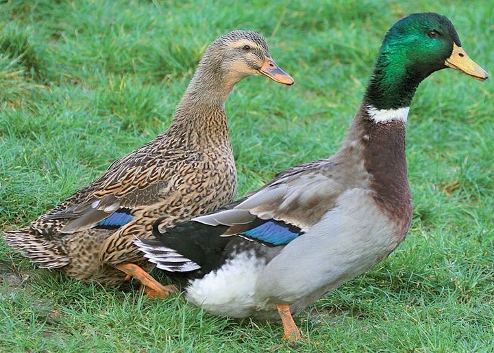 6 Rouen Duck Hatching Eggs- Purebred-Guaranteed Fertile!