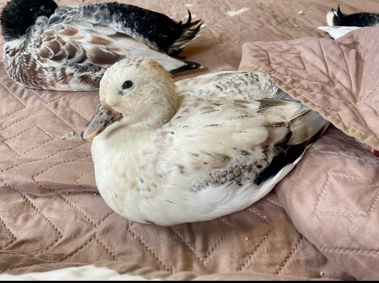 Snowy Call Duck Hatching Eggs- Qty 6 Pet Quality Fertile Call Duck Eggs