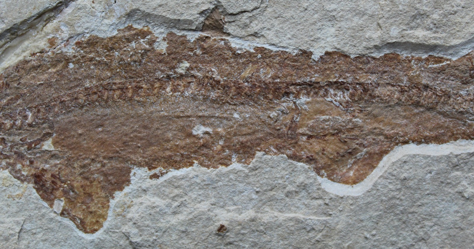 Shark 60 - Budget Specimen with Good Color - 100 Million Years Fossils Lebanon