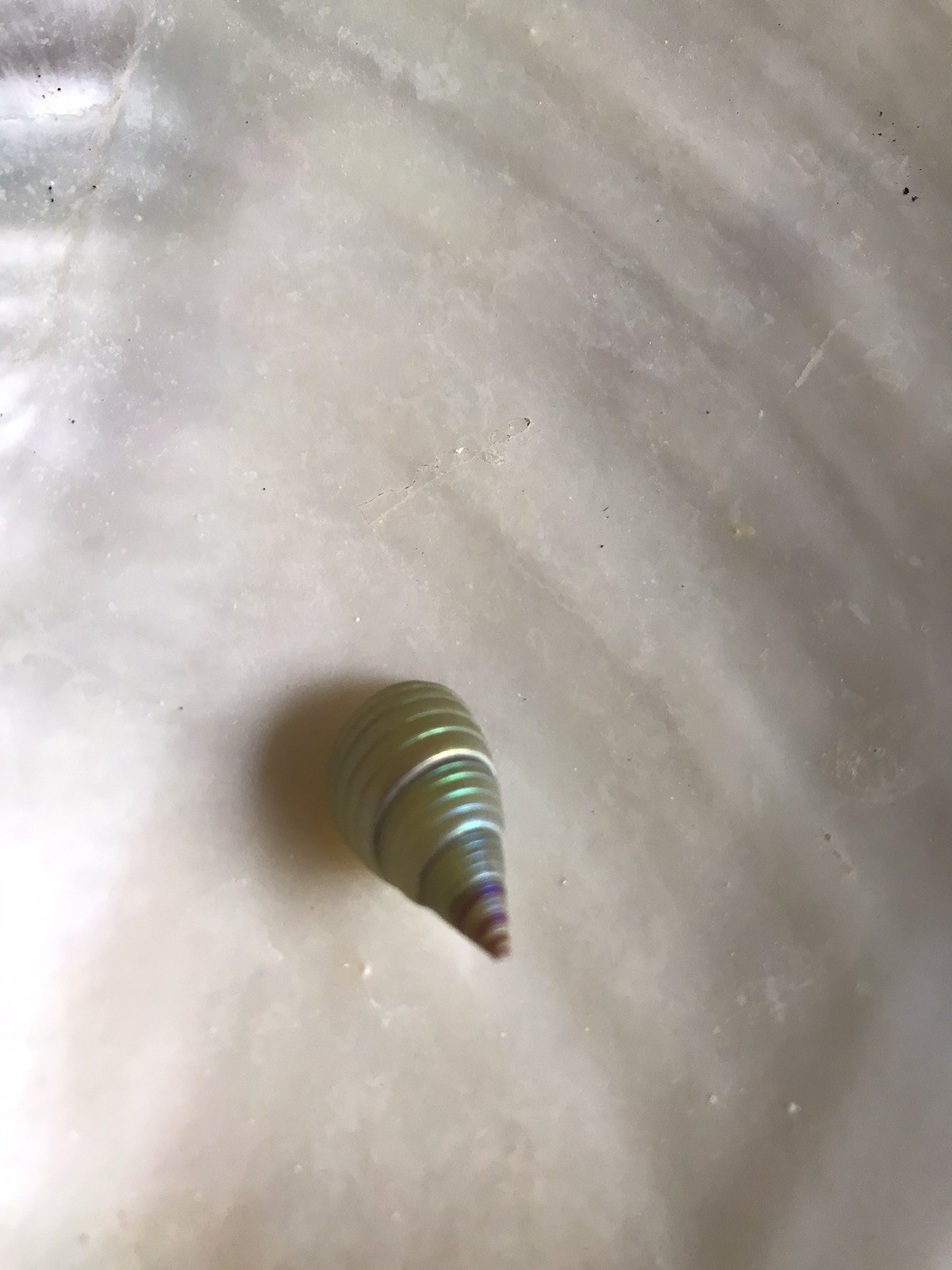 A BOX OF 10 KING MAIREENER SHELLS