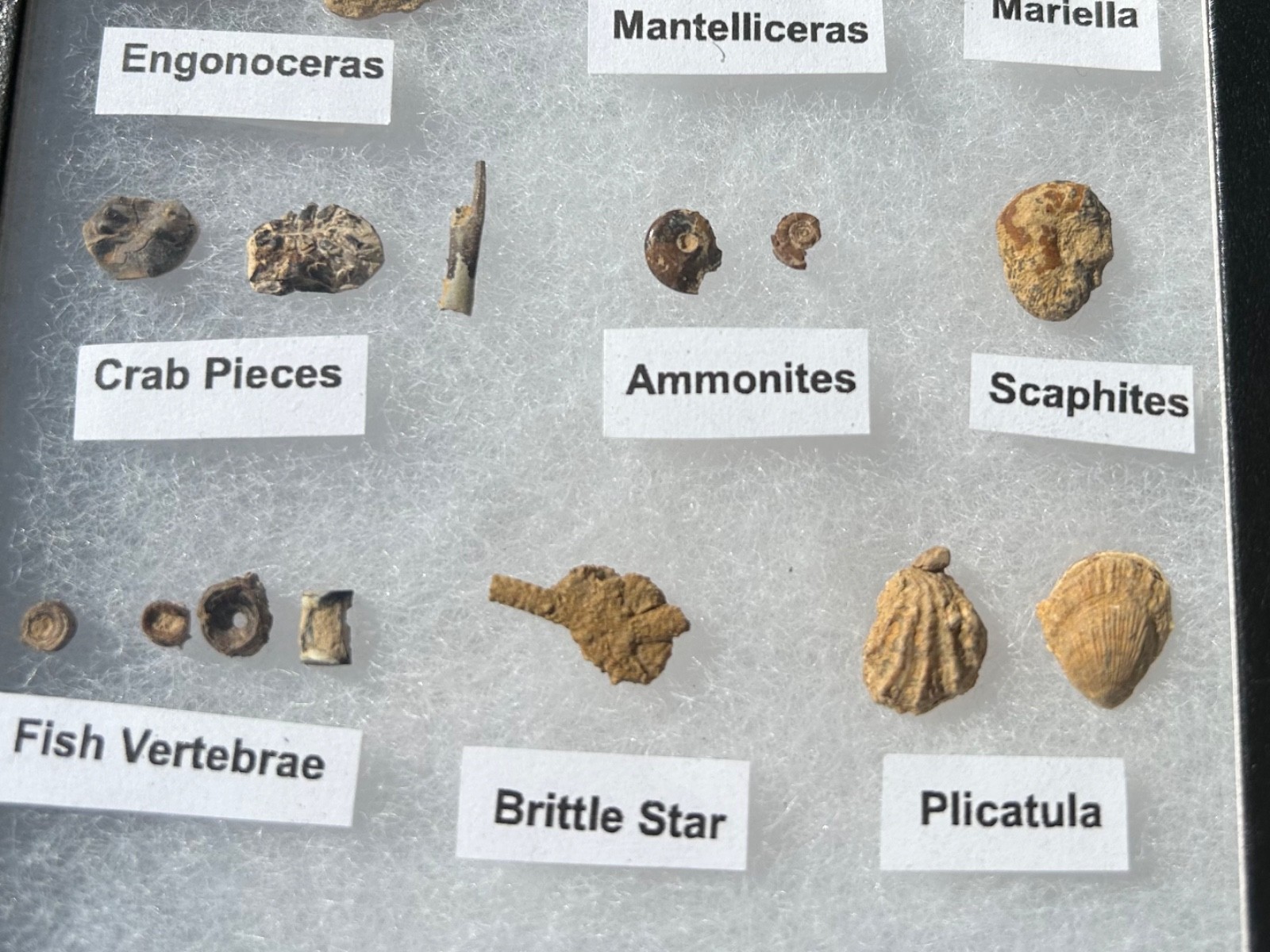 Pawpaw Formation Fossils Collection Starfish Ammonites Crabs Scaphites etc