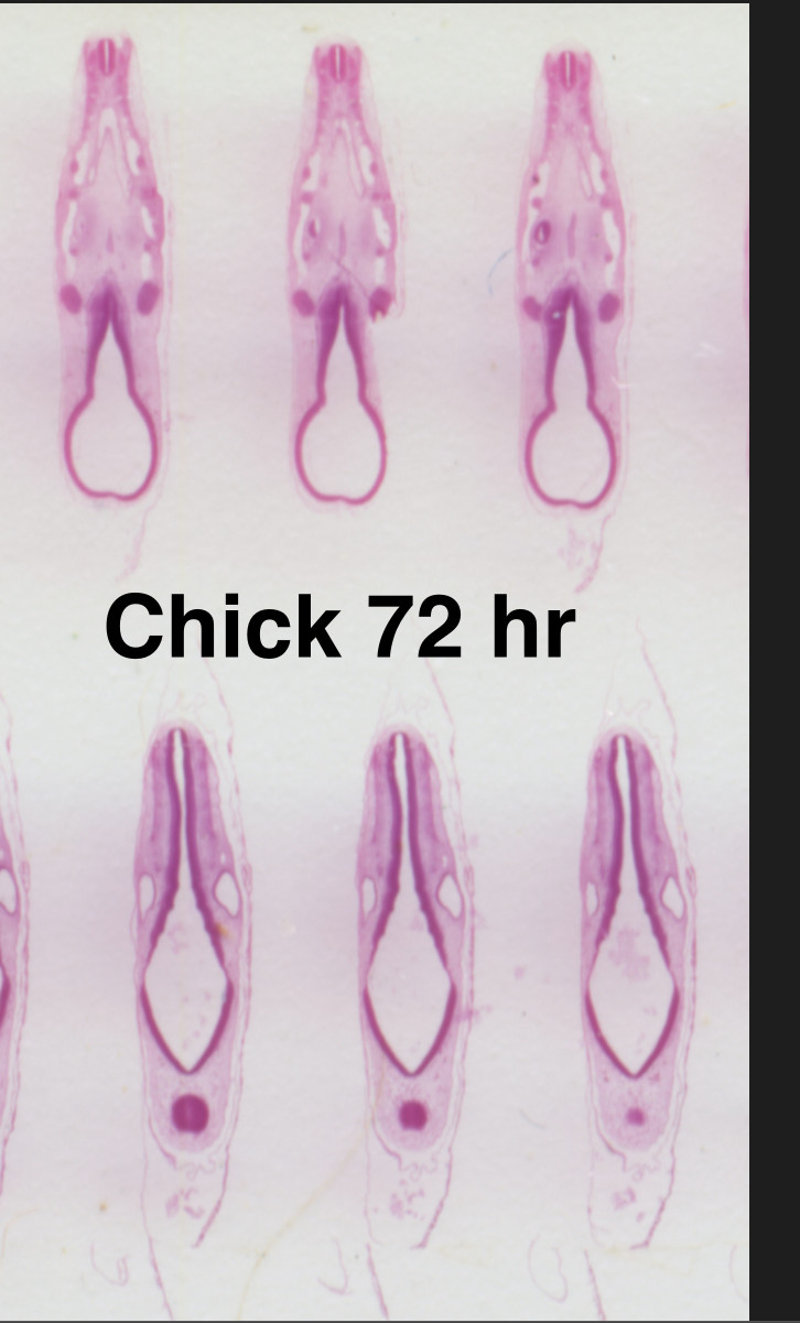 Embryology Microscope Slide Set 25 – aquatic, amphibian, chick, and mammal