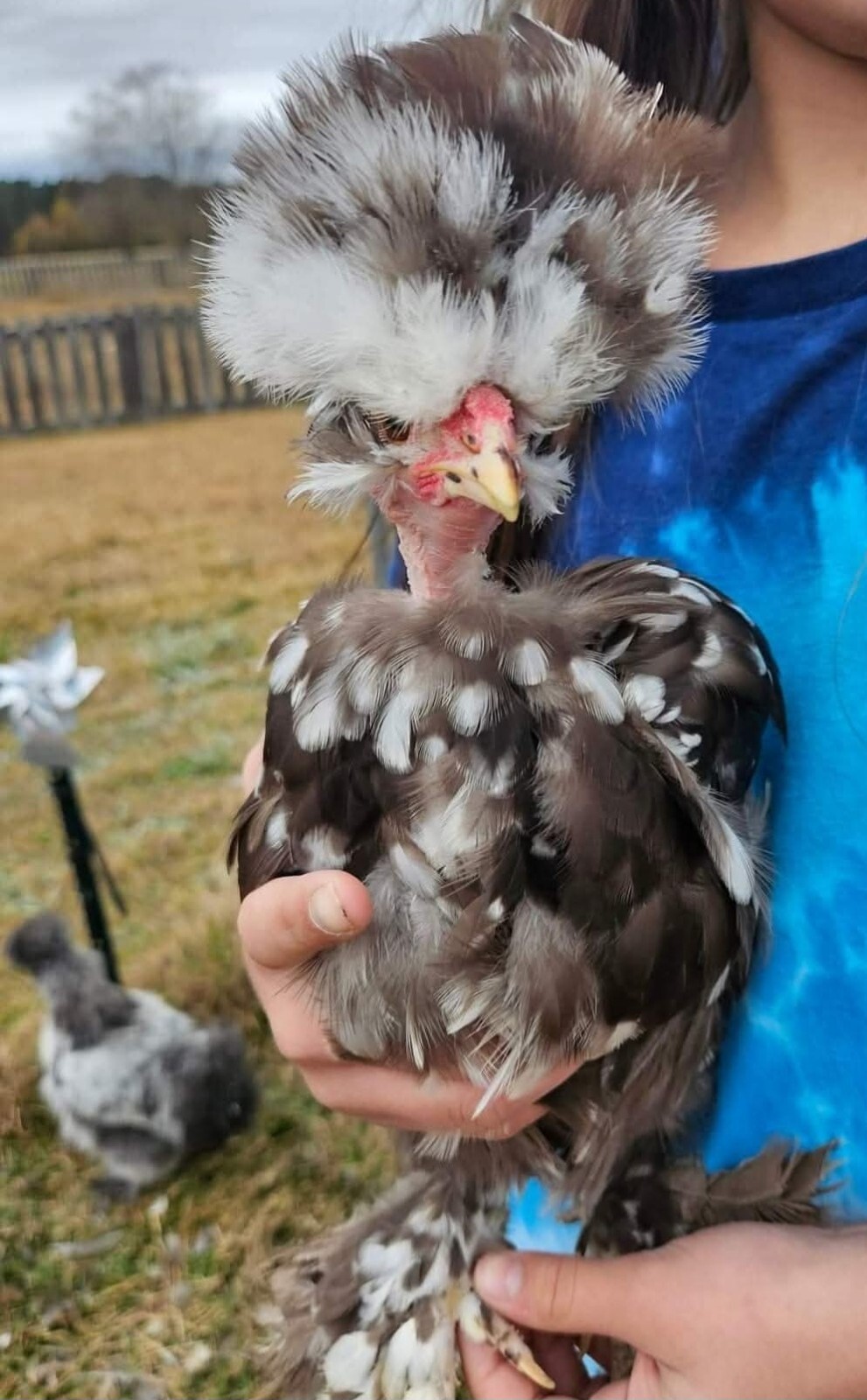 12+ Silkie, Satin, Frizzle Show Quality Hatching Eggs, NPIP Cert
