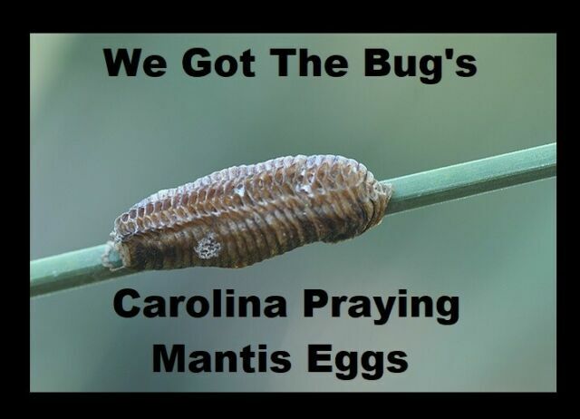 5 Freshly Harvested Carolina Praying Mantis Egg Cases Fresh Picked 2026 season.