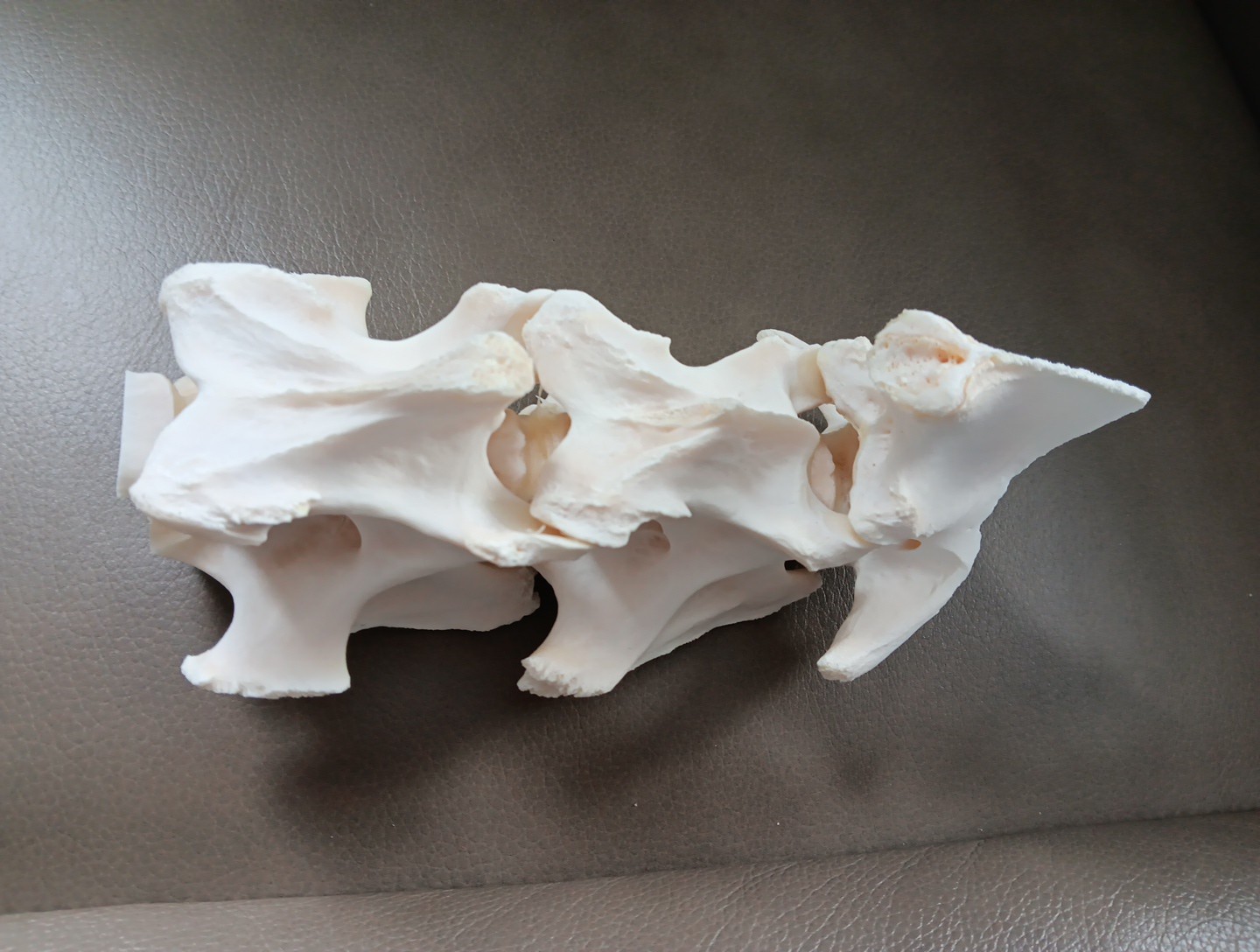 Deer Spine Connected 3 Vertebrae Professionally Cleaned Whitened Taxidermy Buck