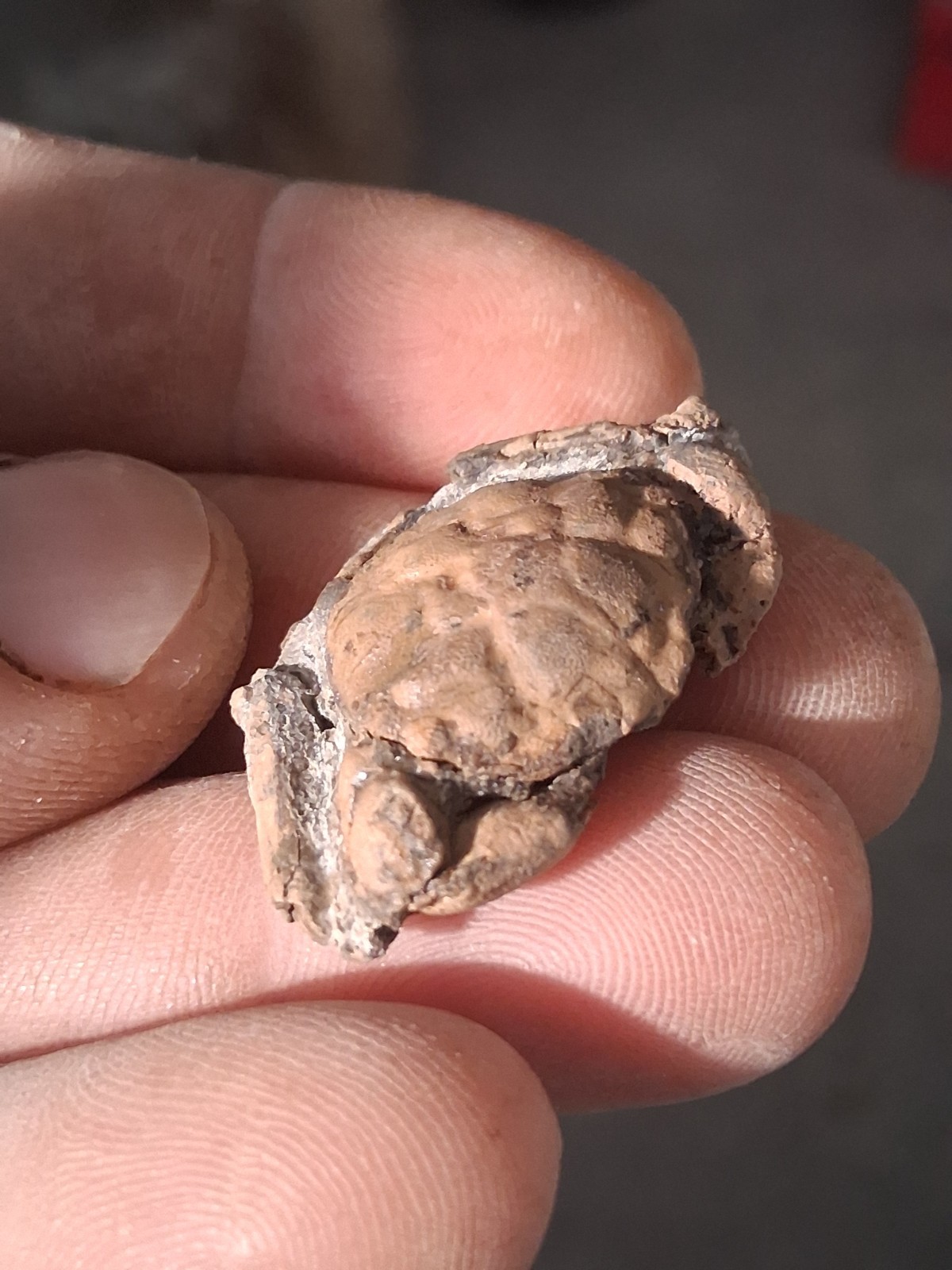 Pulalius Vulgaris Crab Fossil Specimen Washington State