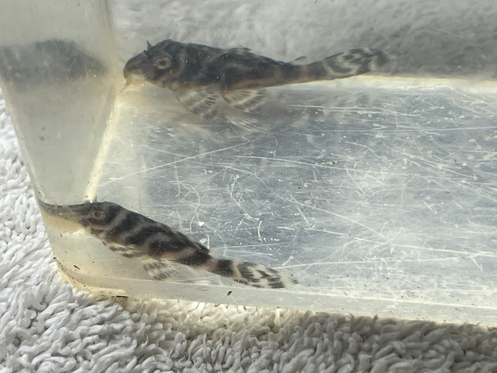 L333 Pleco Live 1-2 Inch King Tiger Pleco US Local Bred And Raised